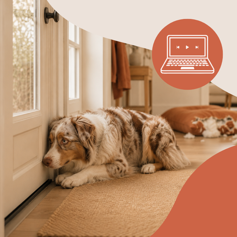 Programme en ligne - Comprendre les problèmes liés à la solitude chez le chien