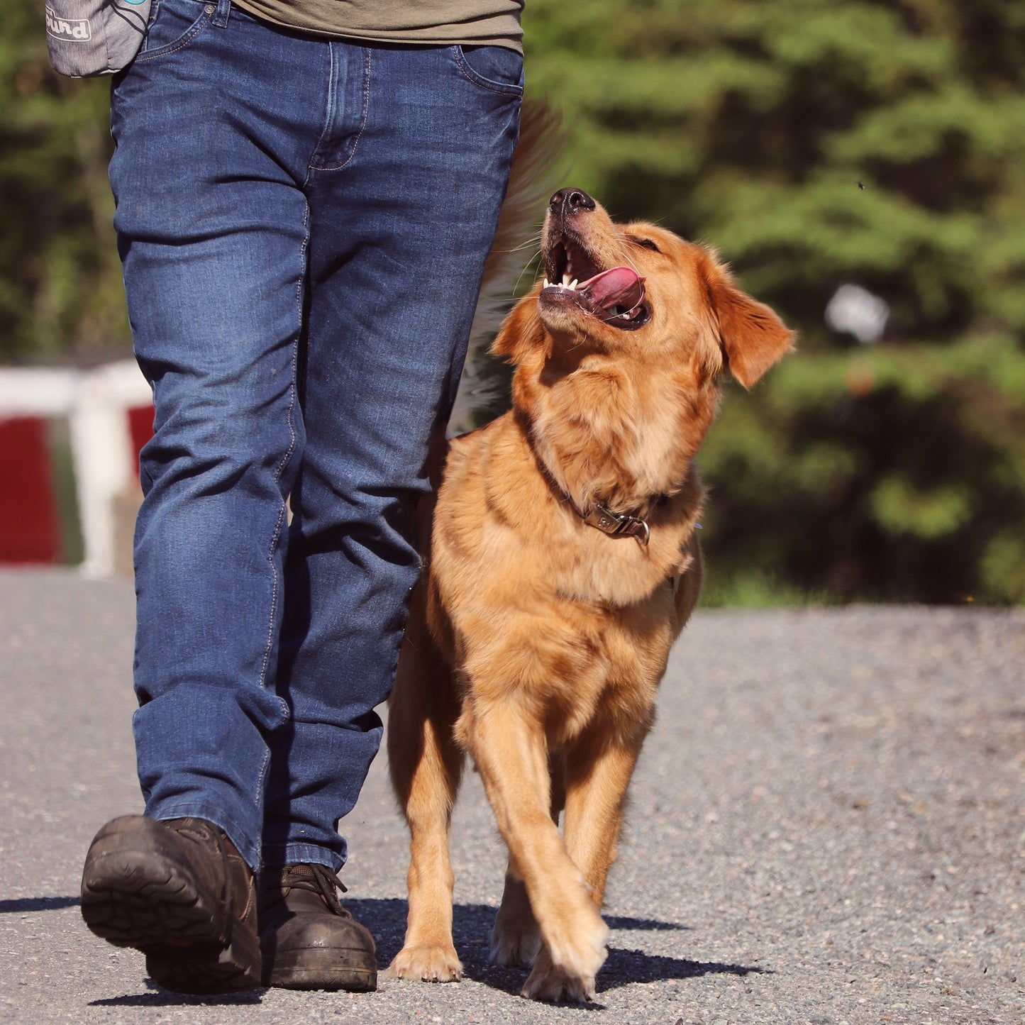 Cours d’obéissance semi-privé ( 8 cours )