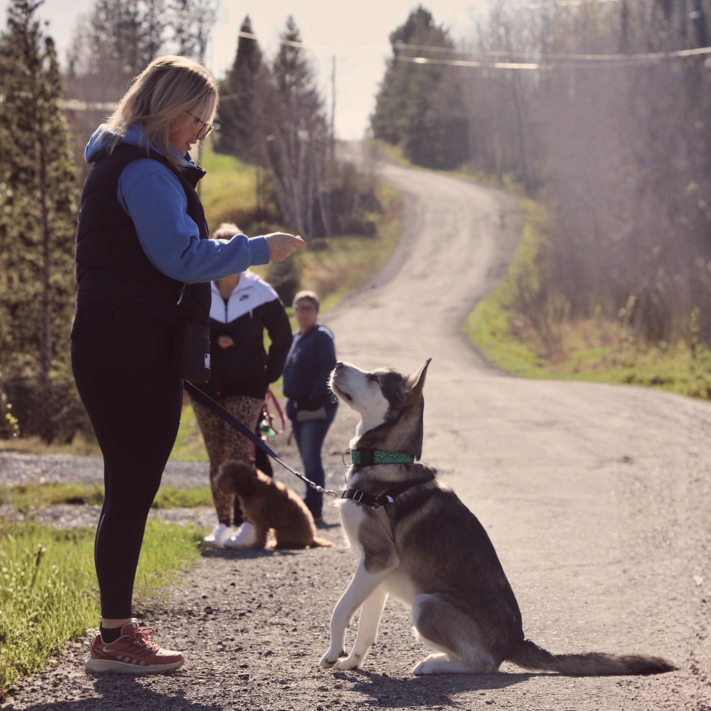 Cours d’obéissance de groupe ( 8 cours )