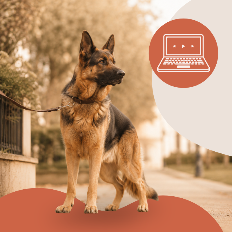 Programme en ligne – Comprendre son chien réactif - le guide de depart