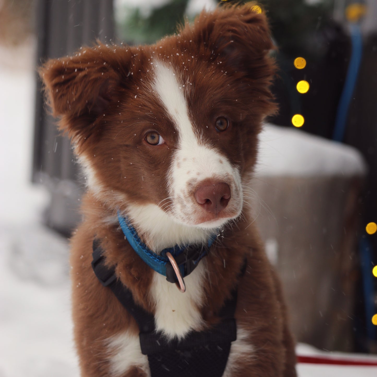 Pré-maternelle pour chiot ( 4 cours )