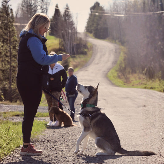 Cours d’obéissance de groupe ( 8 cours )