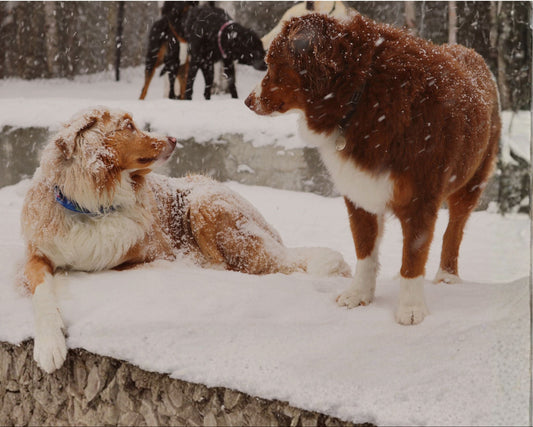 Camp de jour pour chien à Rouyn – Jeux, apprentissage et tranquillité d’esprit