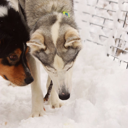 Détection d’odeurs – Éveille les talents naturels de ton chien ( 4 cours )